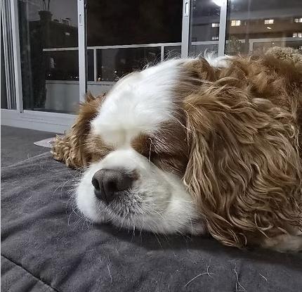 Dog Boarding