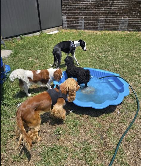 Pool day at The Woofy Inn