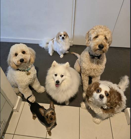 The whole gang